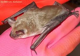 Attēlu rezultāti vaicājumam “Eptesicus serotinus”