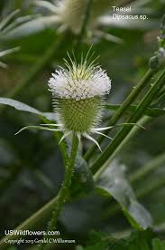 Attēlu rezultāti vaicājumam “Dipsacaceae”