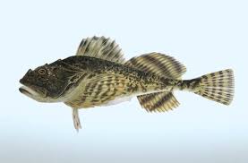 Image result for Myoxocephalus octodecemspinosus