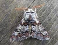 Attēlu rezultāti vaicājumam “Biston strataria”