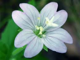 Attēlu rezultāti vaicājumam “Epilobium montanum flower”