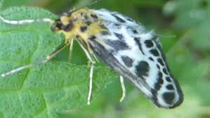 Attēlu rezultāti vaicājumam “Anania hortulata”