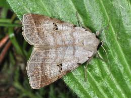 Attēlu rezultāti vaicājumam “Lygephila viciae”