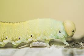 Attēlu rezultāti vaicājumam “Cimbex femoratus larva”