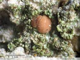 Attēlu rezultāti vaicājumam “Bacidia rubella”