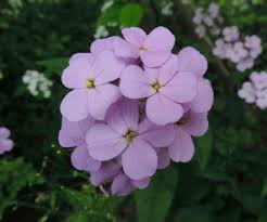 Attēlu rezultāti vaicājumam “Hesperis matronalis bud”