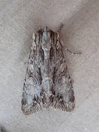 Attēlu rezultāti vaicājumam “Apamea monoglypha”