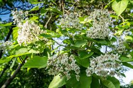 Attēlu rezultāti vaicājumam “Catalpa ovata flower”