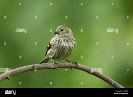 Attēlu rezultāti vaicājumam “Carduelis spinus female”