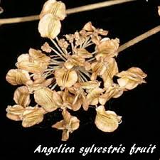 Attēlu rezultāti vaicājumam “Angelica sylvestris fruit”
