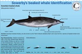Image result for Mesoplodon bidens