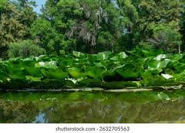 Attēlu rezultāti vaicājumam “Nymphaea alba leaf”
