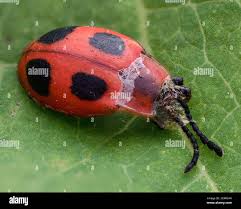 Attēlu rezultāti vaicājumam “Endomychus coccineus”