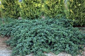 Attēlu rezultāti vaicājumam “Hymenoscyphus fructigenus var. coryli”