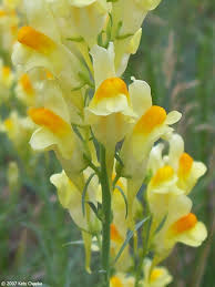 Attēlu rezultāti vaicājumam “Linaria vulgaris flower”
