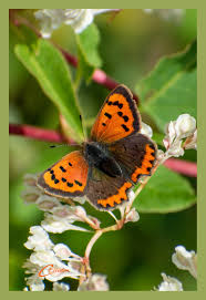 Attēlu rezultāti vaicājumam “Lycaena phlaeas”