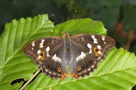 Attēlu rezultāti vaicājumam “Apatura ilia”