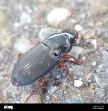 Attēlu rezultāti vaicājumam “Harpalus sp.”