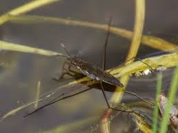 Attēlu rezultāti vaicājumam “Gerridae”