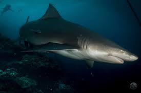 Image result for Negaprion acutidens