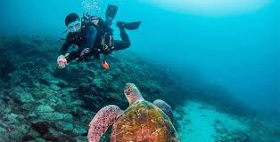 Image result for Canary Divers
