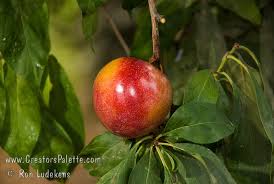 Attēlu rezultāti vaicājumam “Rosa subcanina fruit”