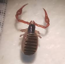 Attēlu rezultāti vaicājumam “Chelifer cancroides”