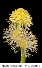 Attēlu rezultāti vaicājumam “Sparganiaceae”