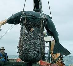 Image result for Somniosus pacificus