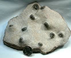 Attēlu rezultāti vaicājumam “Onnia triquetra”