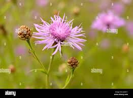 Attēlu rezultāti vaicājumam “Centaurea scabiosa bud”