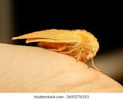 Attēlu rezultāti vaicājumam “Hepialus lupulinus”