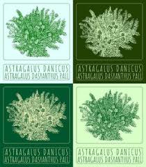 Attēlu rezultāti vaicājumam “Astragalus danicus leaf”