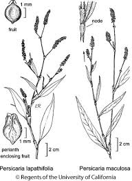 Attēlu rezultāti vaicājumam “Persicaria lapathifolia leaf”