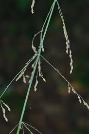 Attēlu rezultāti vaicājumam “Milium effusum”