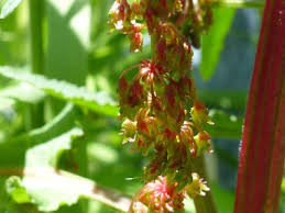 Attēlu rezultāti vaicājumam “Rumex obtusifolius flower”