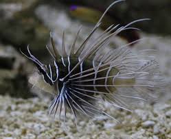 Image result for Pterois radiata