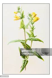 Attēlu rezultāti vaicājumam “Melampyrum pratense”