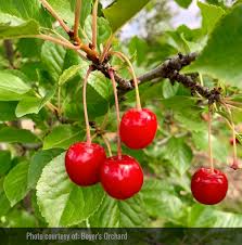 Attēlu rezultāti vaicājumam “Cerasus fruit”