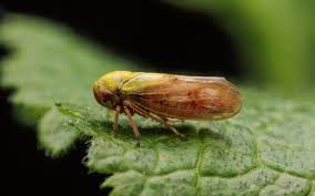 Attēlu rezultāti vaicājumam “Oncopsis sp.”