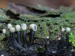 Attēlu rezultāti vaicājumam “Holwaya mucida”