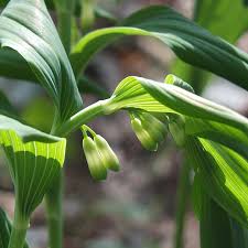 Attēlu rezultāti vaicājumam “Polygonatum multiflorum”
