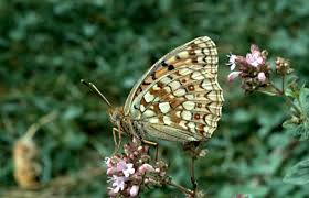 Attēlu rezultāti vaicājumam “Argynnis niobe”