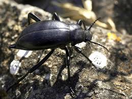 Attēlu rezultāti vaicājumam “Blaps mortisaga”