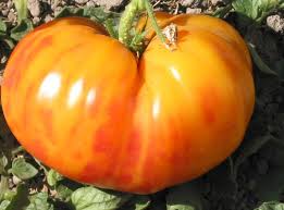 Afbeeldingsresultaat voor marizol purple tomato