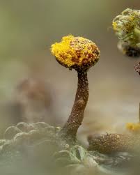 Attēlu rezultāti vaicājumam “Trichia erecta”