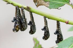 Attēlu rezultāti vaicājumam “Chrysomela vigintipunctata”