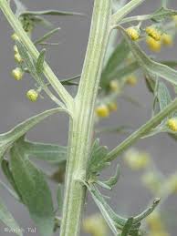 Attēlu rezultāti vaicājumam “Artemisia absinthium flower”