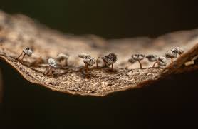 Attēlu rezultāti vaicājumam “Didymium bahiense spores”