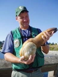 Image result for geoduck